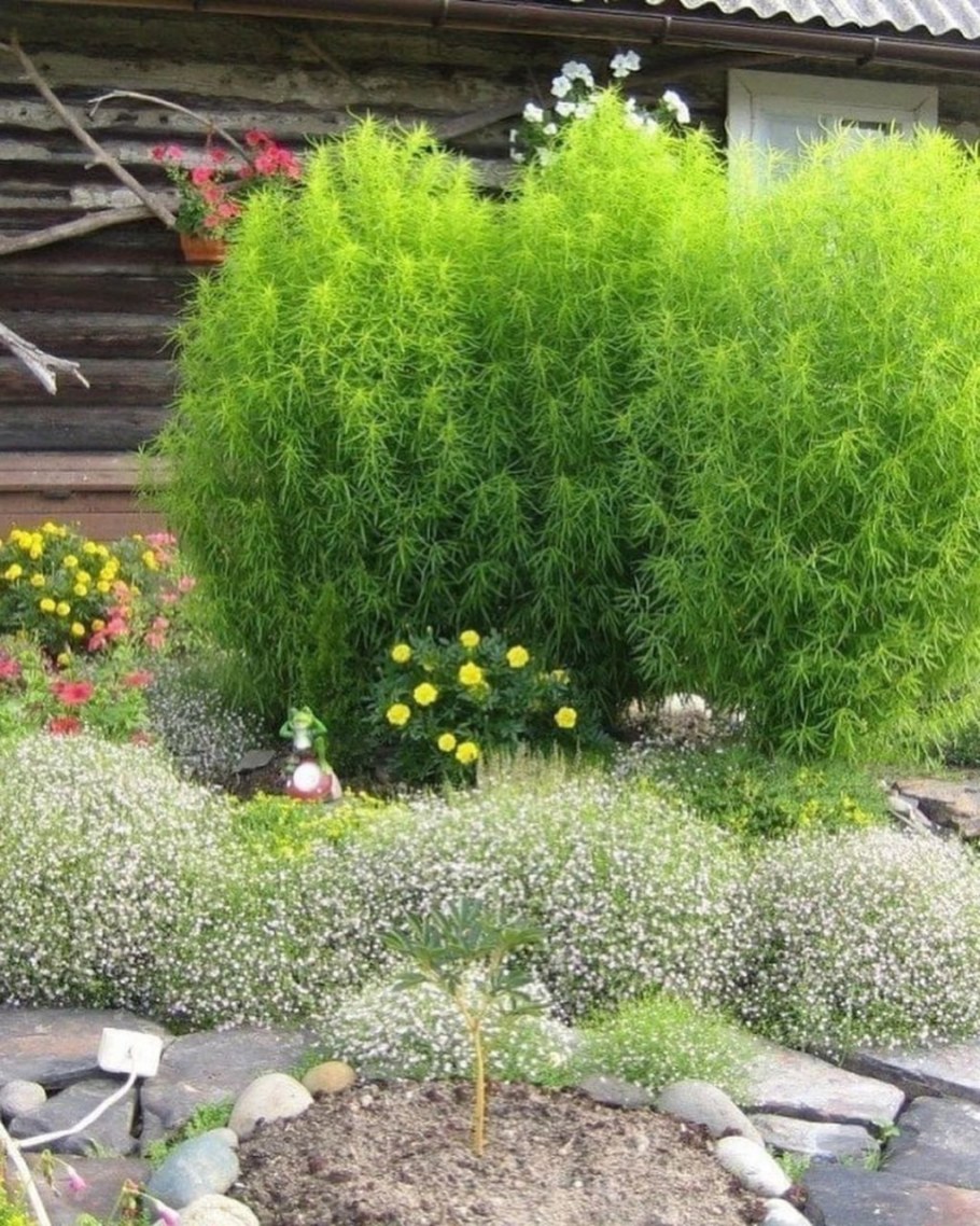 Кохия волосолистная