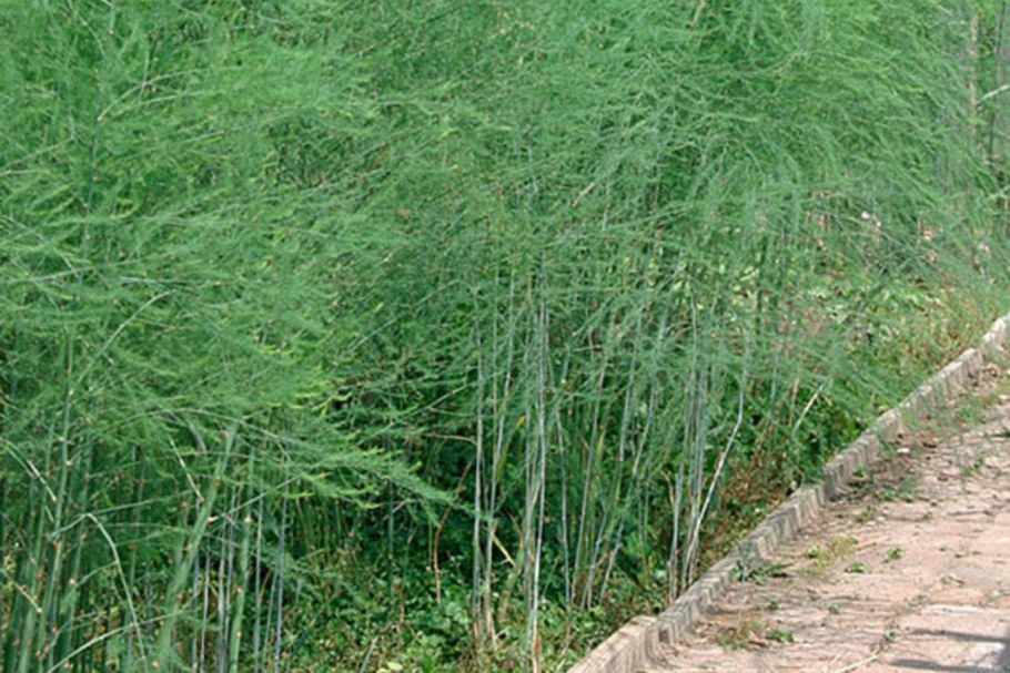 Спаржа куст