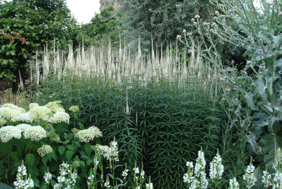 Вероникаструм и гортензия
