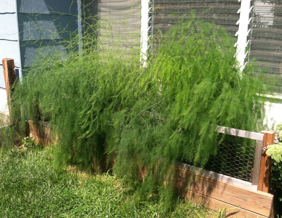 Спаржа елочка семена