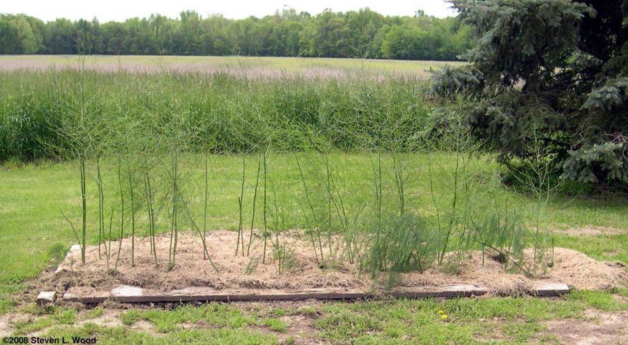 Спаржа Аллелопатия