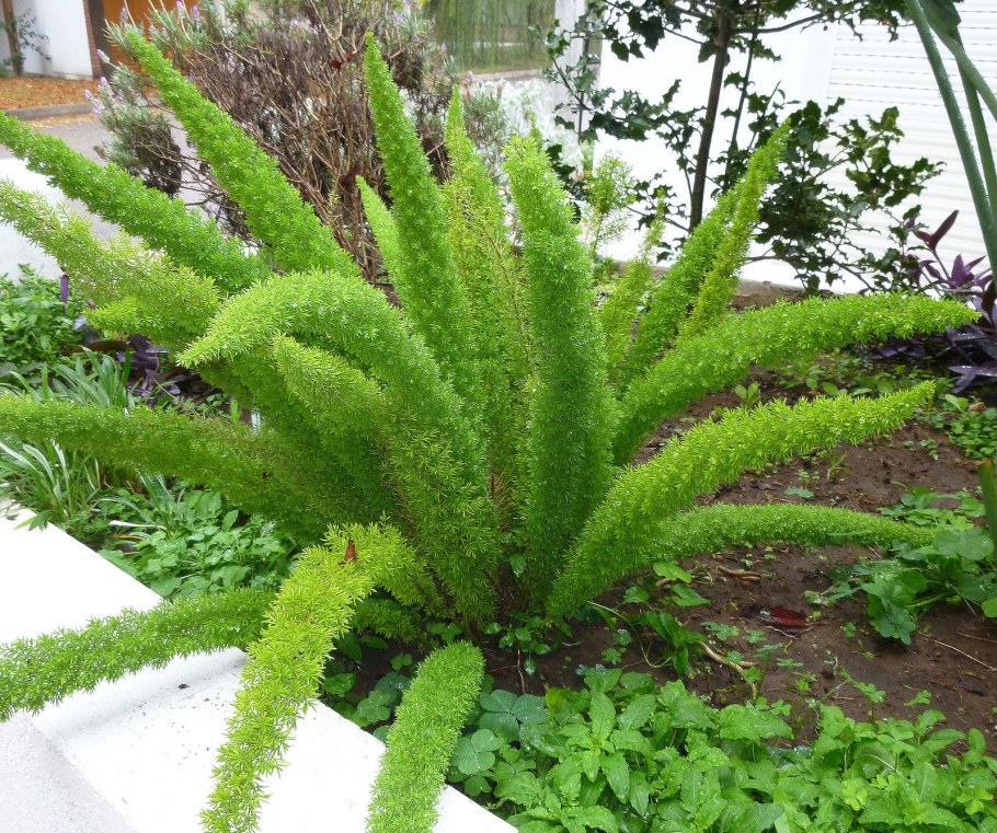 Аспарагус медеолойдес