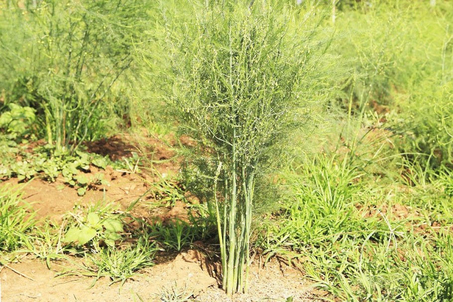 Спаржа Аржентельская куст