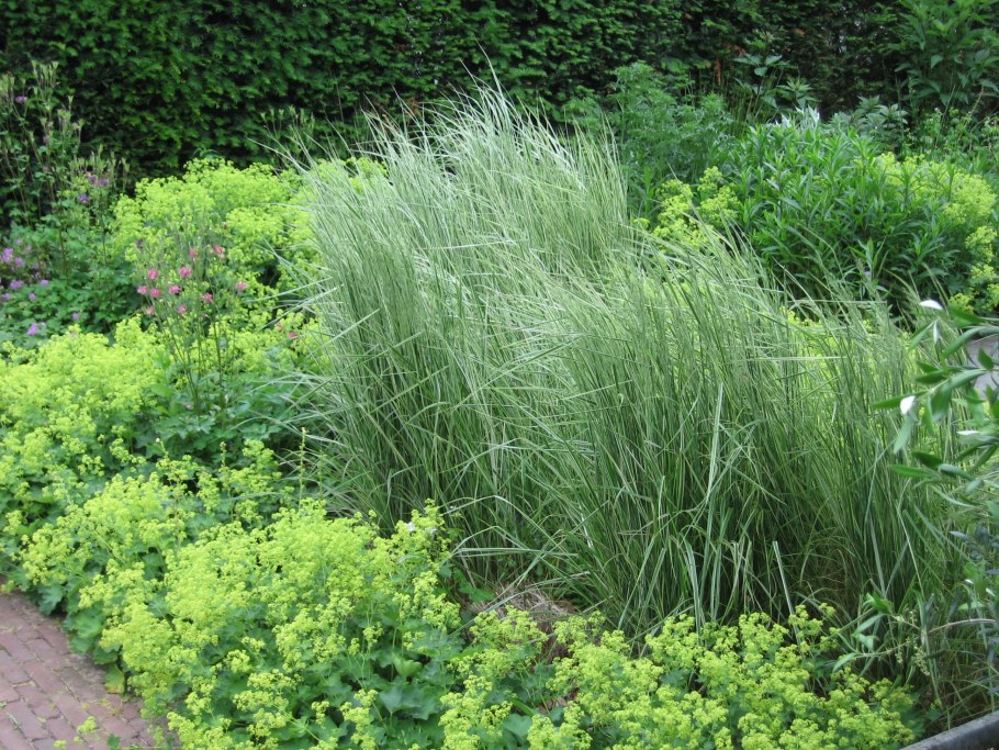 Вейник остроцветковый 'Karl Foerster' (Calamagrostis acutiflora 'Karl Foerster')