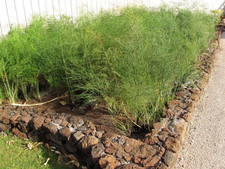 Спаржа аспарагус декоративная