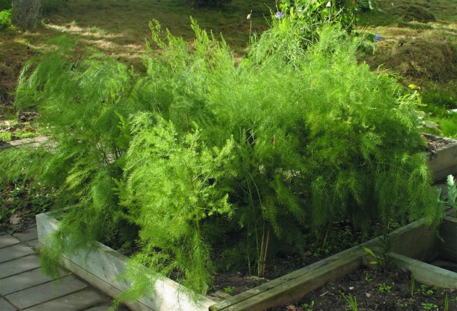 Аспарагус спаржа Садовая