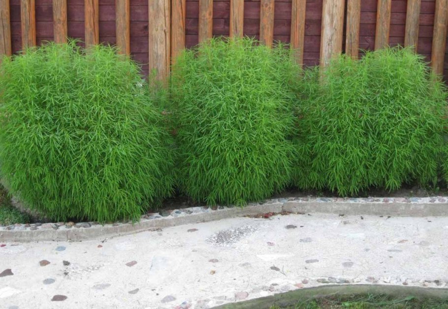 Кохия Грин Форест