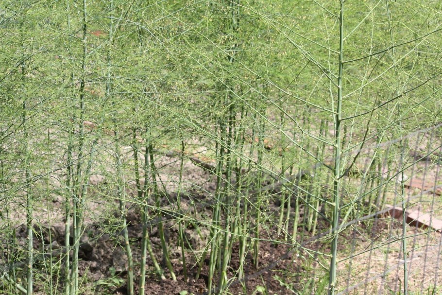 Спаржа Лесная