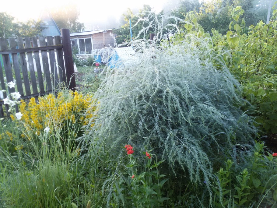 Спаржа на клумбе