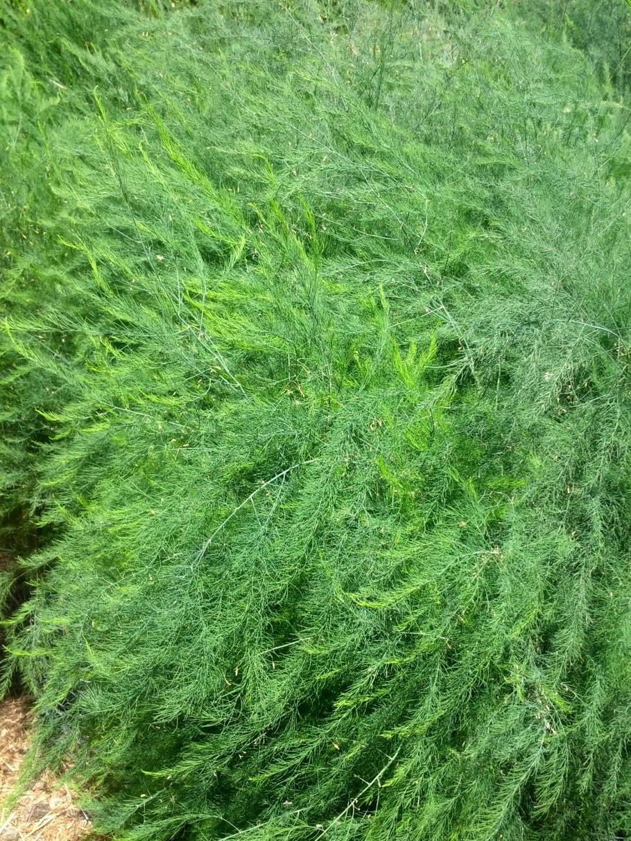 Аспарагус спаржа