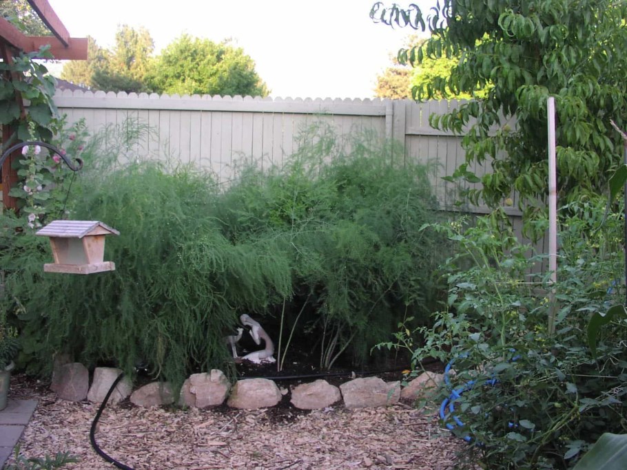 Аспарагус спаржа Садовая