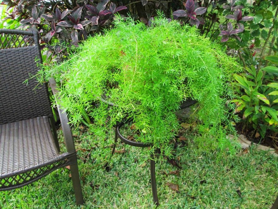 Спаржа Вивальди Шпренгера