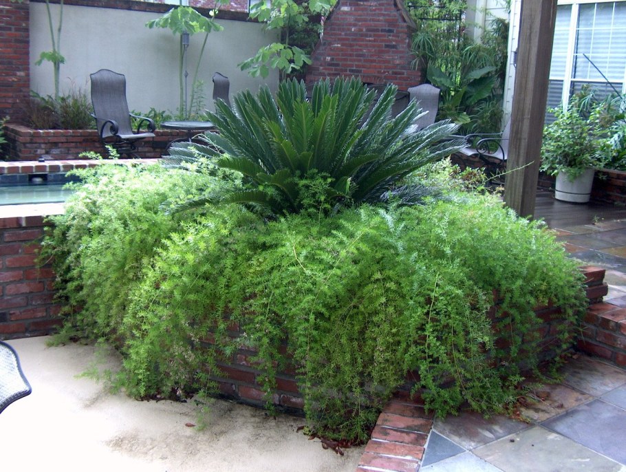 Папоротник аспарагус