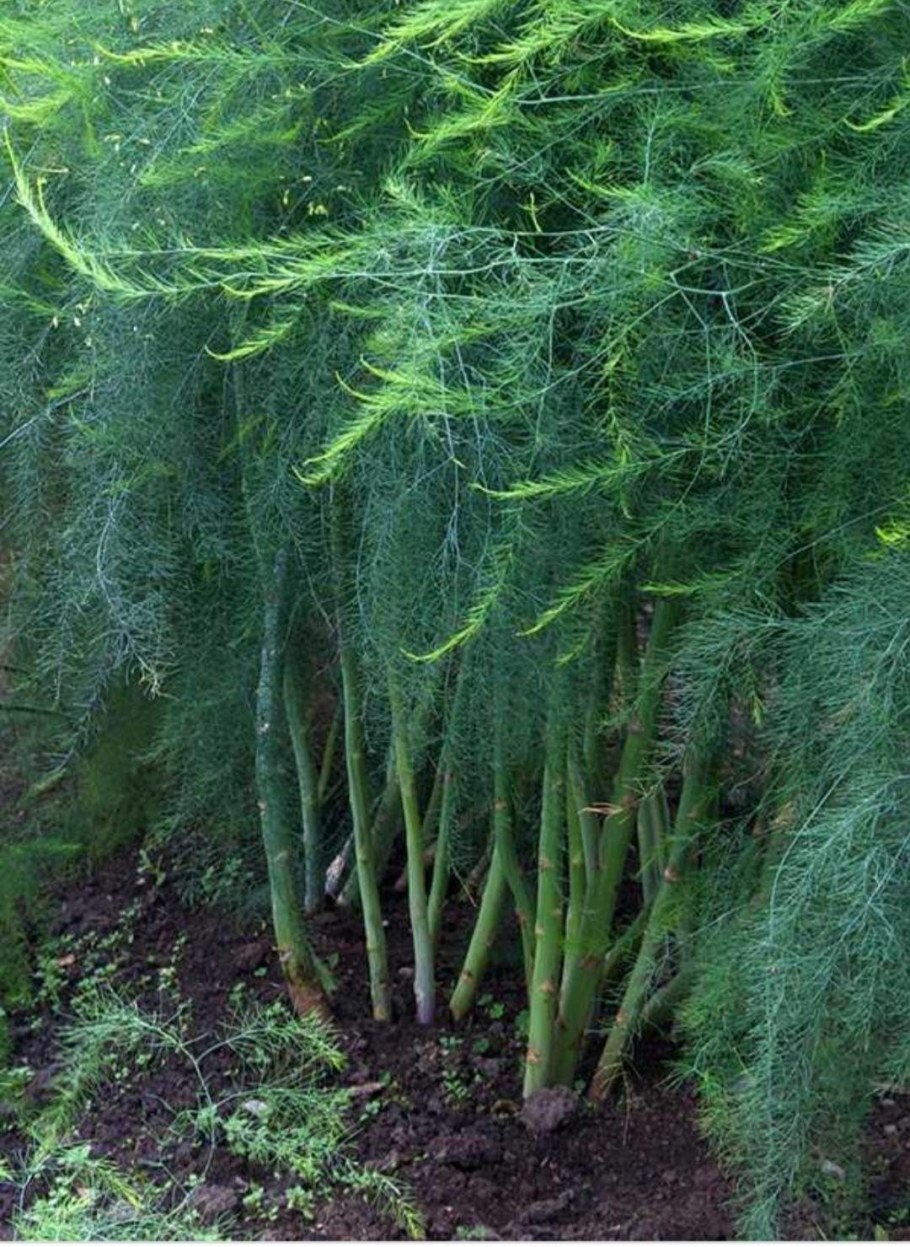 Аспарагус перистый
