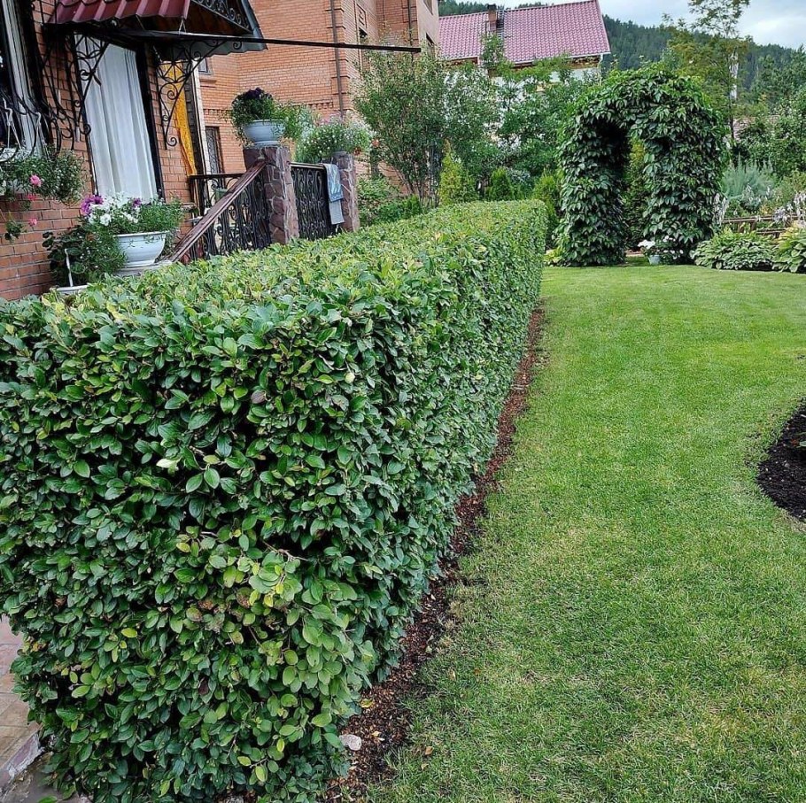 Кизильник блестящий Живая изгородь