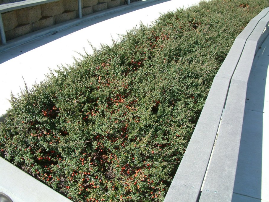 Кизильник Даммера майор