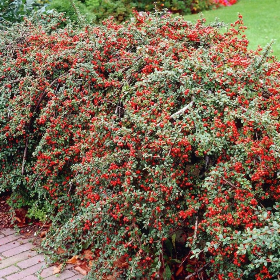 Кизильник Даммера Major