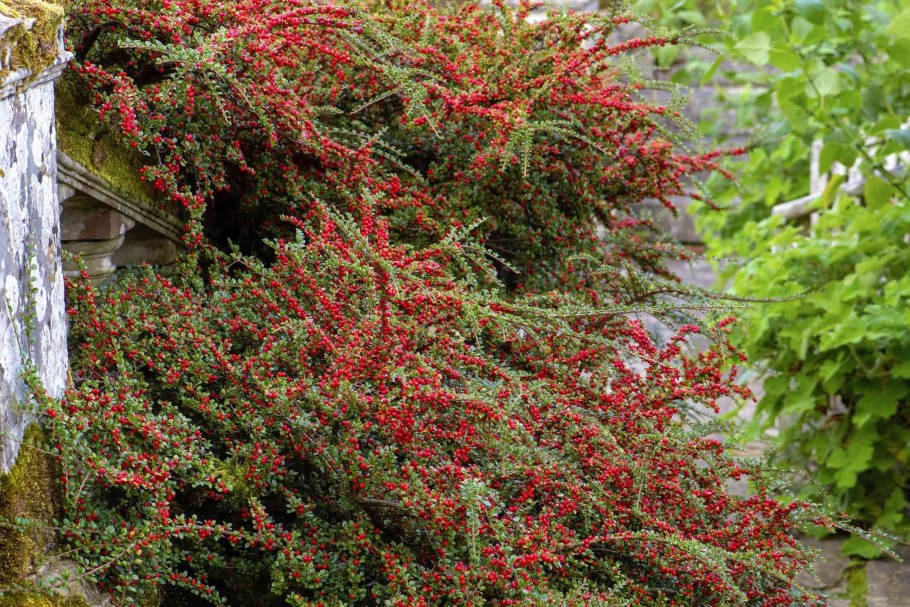 Кизильник (Cotoneaster)