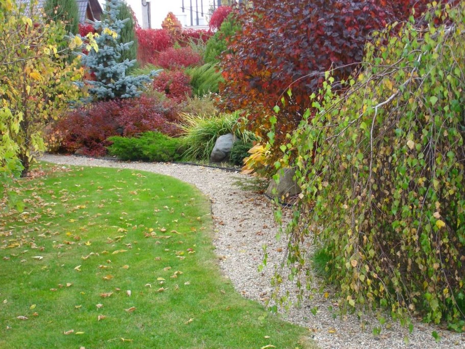 Кизильник фитопластика