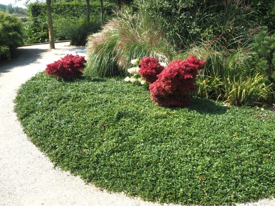 Кизильник Даммера рокарий