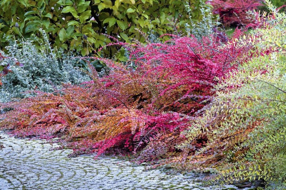 Кизильник горизонтальный Coral Beauty