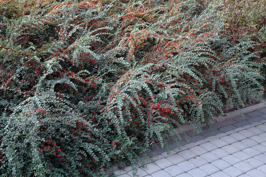 Кизильник горизонтальный (Cotoneaster horizontalis)