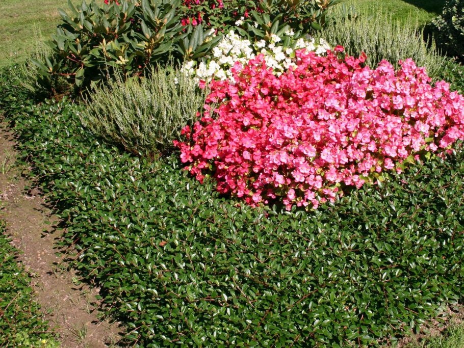 Кизильник Даммера Major в ландшафтном