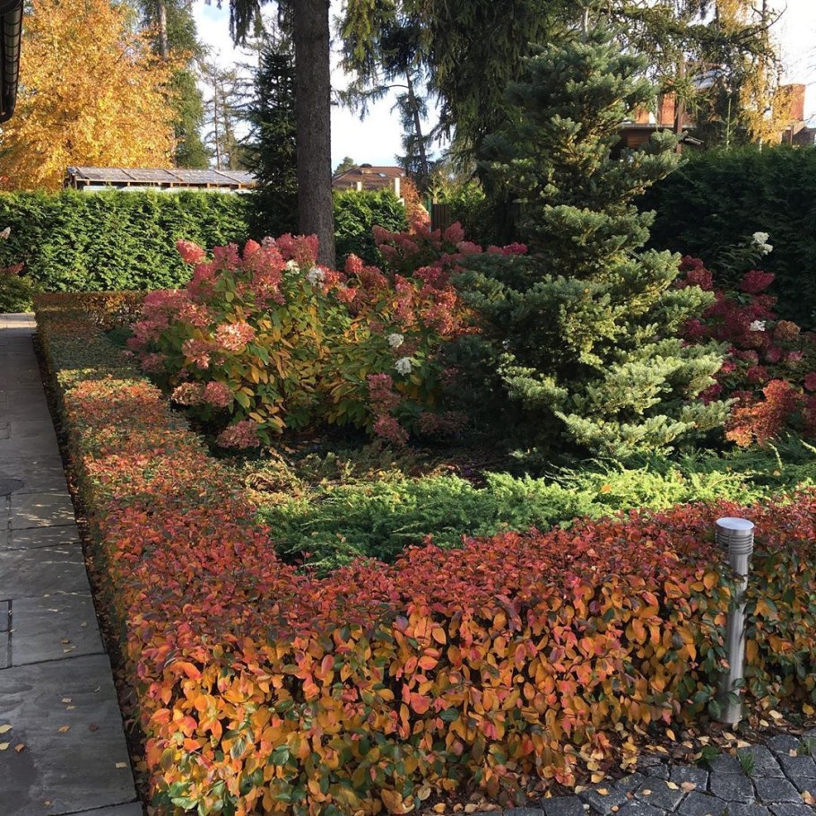 Cotoneaster lucidus изгородь