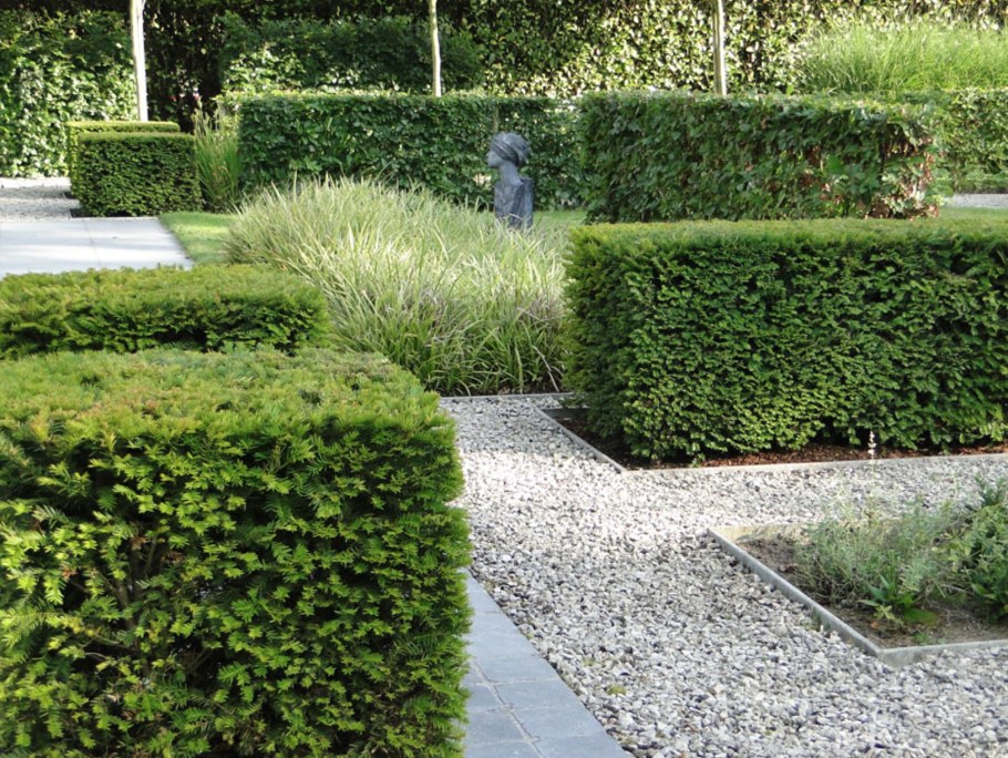 Самшит вечнозеленый изгородь