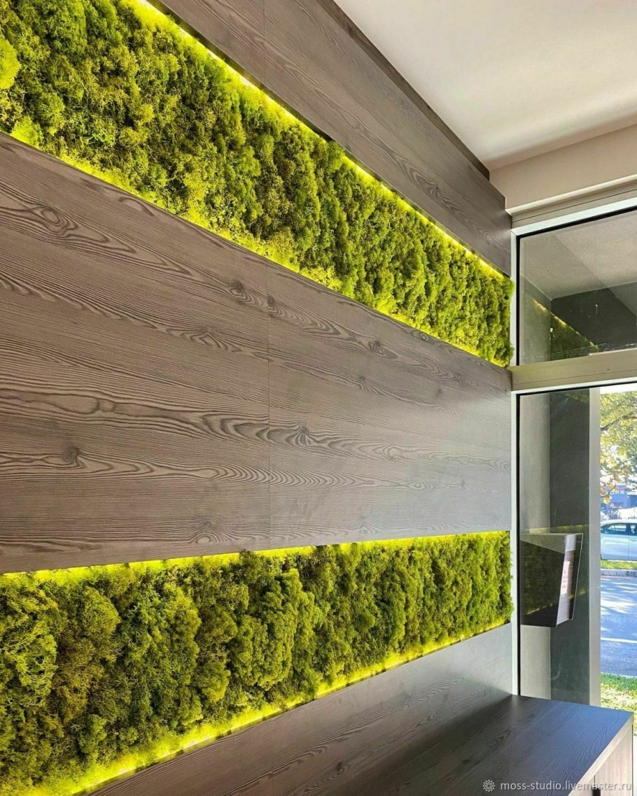 Фитостена мох