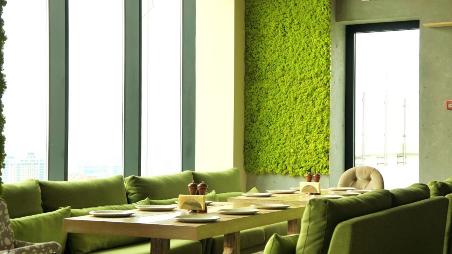 Фитостена мох