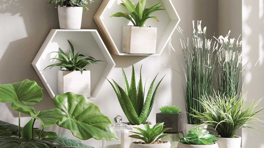 Декоративные растения для интерьера