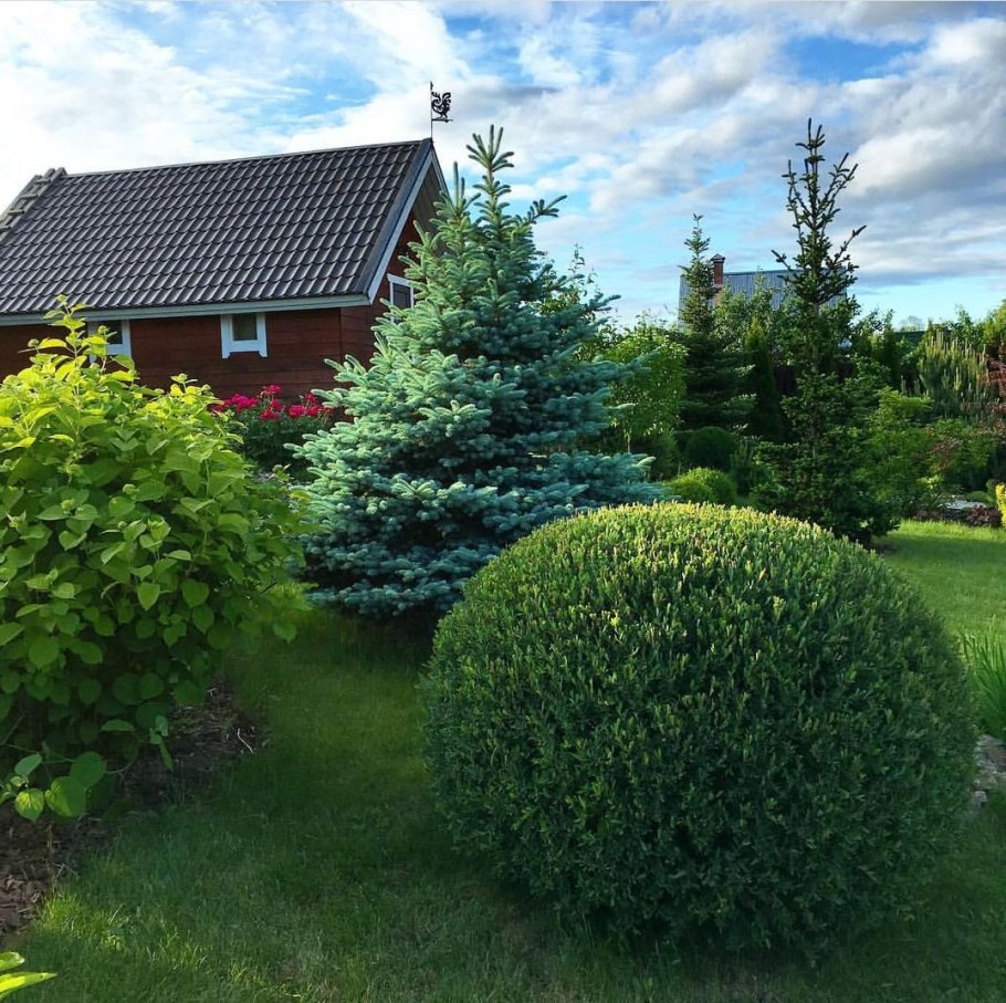 Туя и пузыреплодник