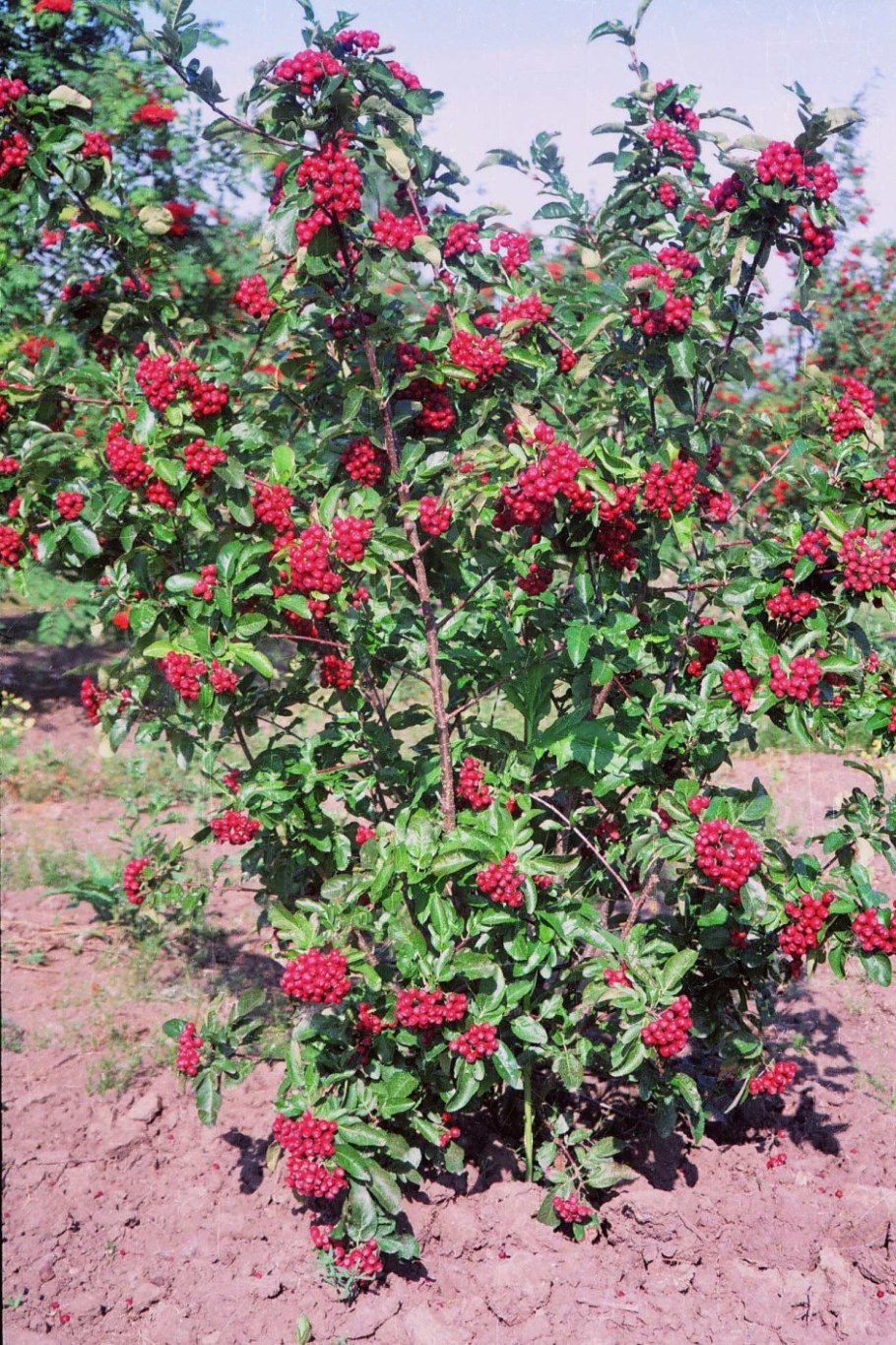 Рябина Титан Гранатная