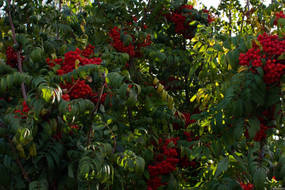 Рябина широколистная