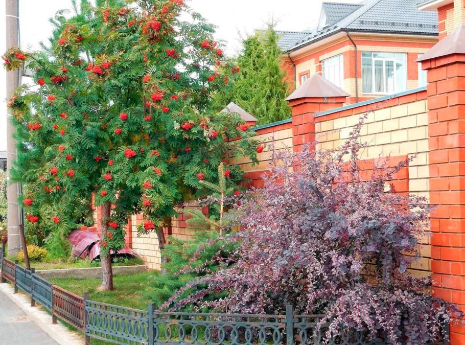 Рябина обыкновенная pendula