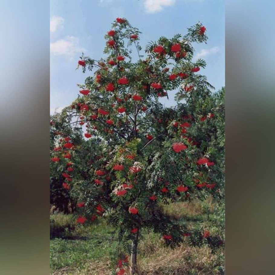 Рябина Титан Гранатная