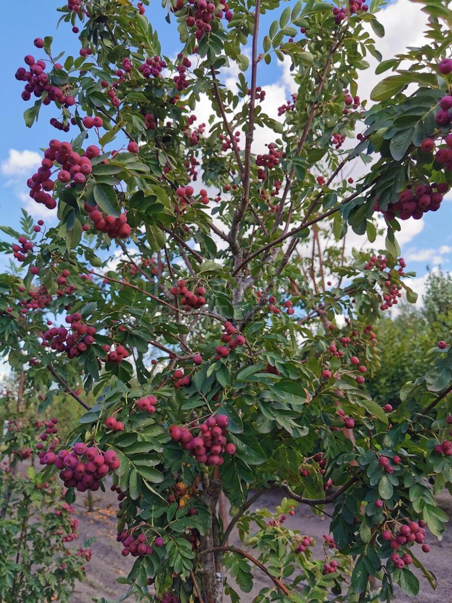 Рябина сорт Гранатная