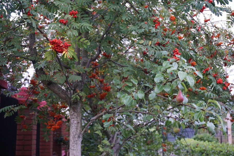 Рябина обыкновенная привитая