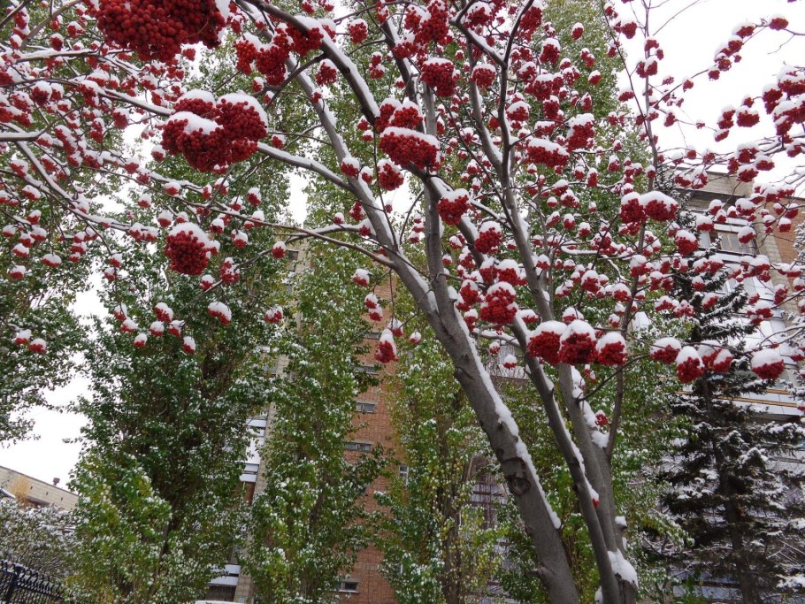 Рябина Гранатная рябина Гранатная