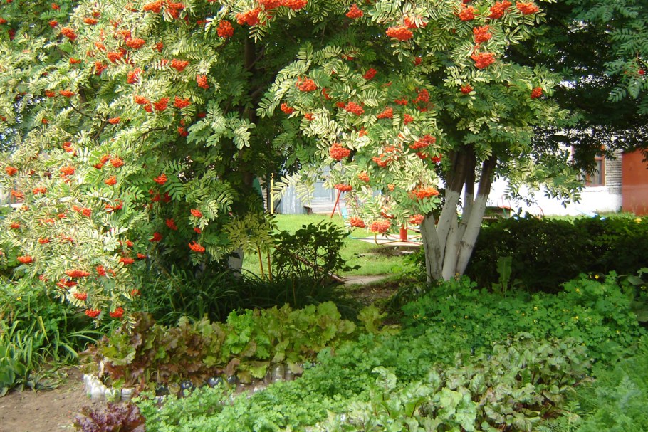 Рябина дуболистная зимостойкость