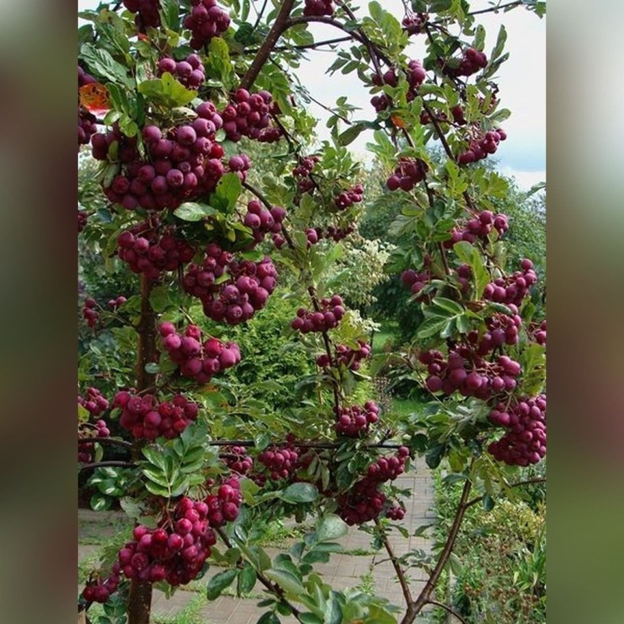 Рябина Рубиновая