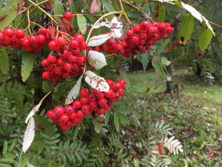 Рябина сорт Вефед