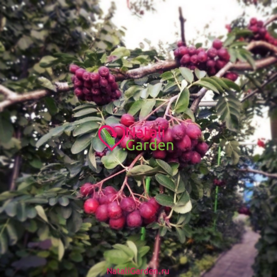 Рябина сорт Гранатная