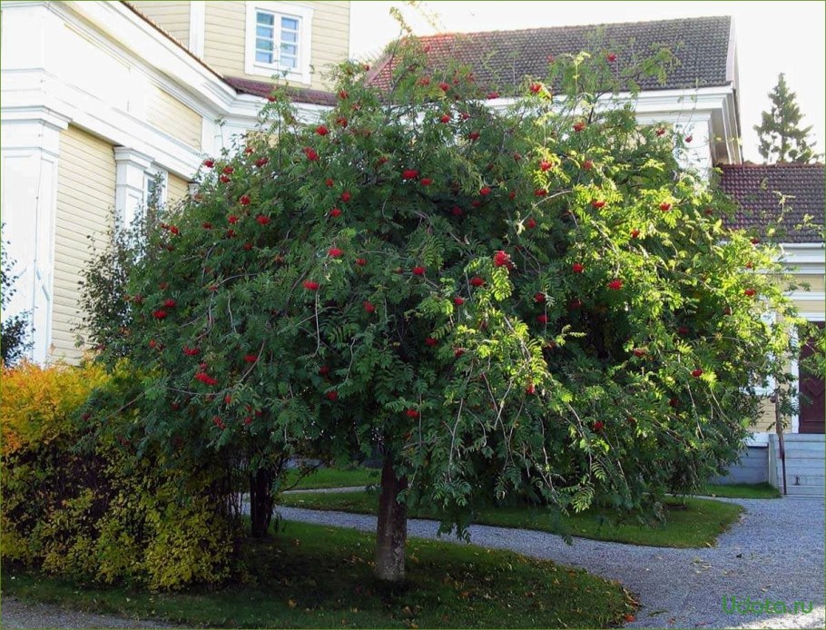 Рябина плакучая Пендула
