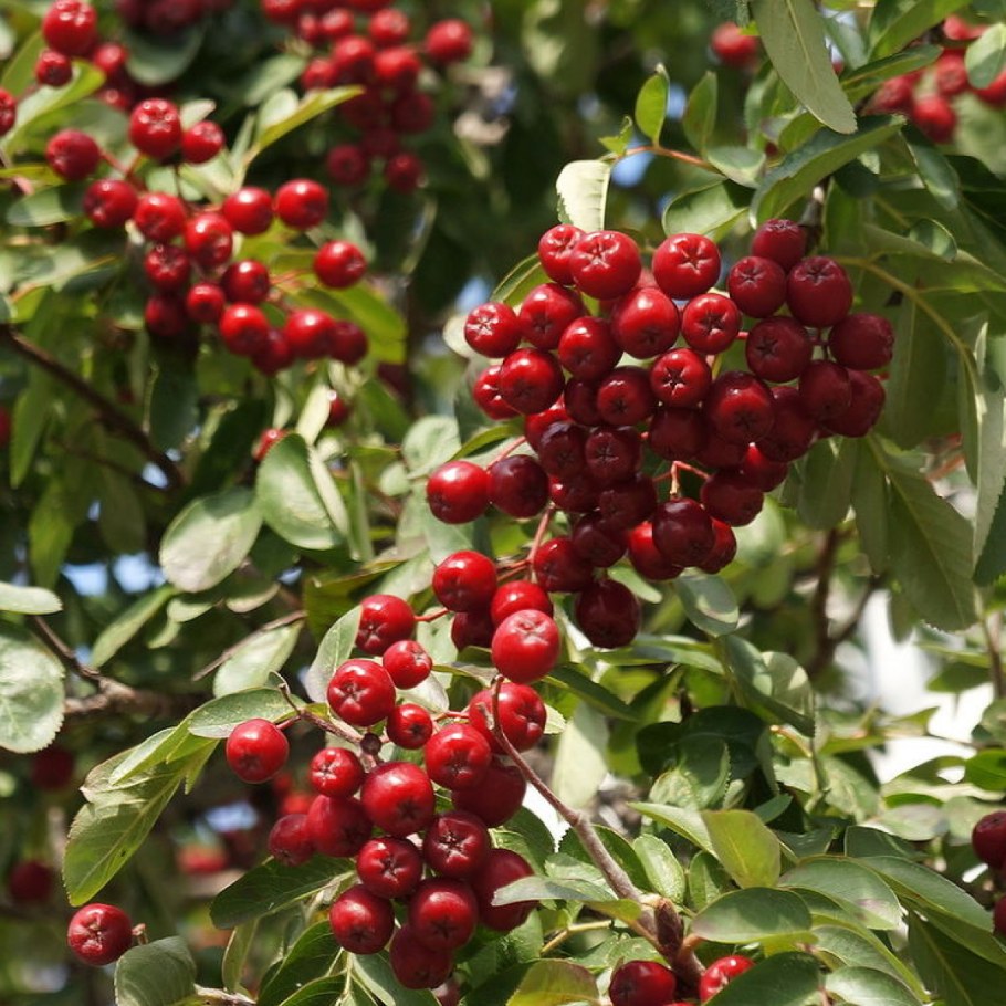 Рябина ликерная дерево