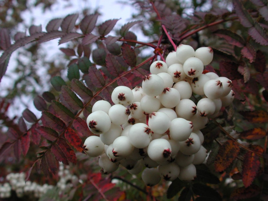 Рябина кашмирская Sorbus cashmiriana