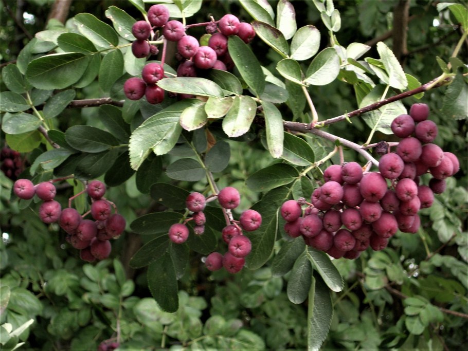 Рябина сорт Гранатная