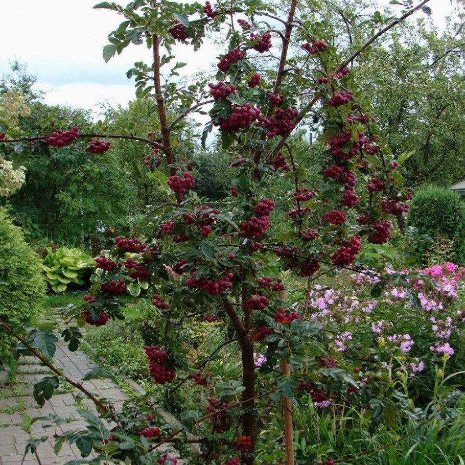 Рябина &#96;Гранатная&#96;, Sorbus &#96;Granatnaja&#96;