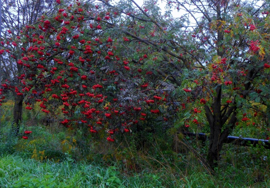 Sorbus sibirica куст